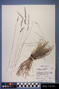 Muhlenbergia pauciflora image